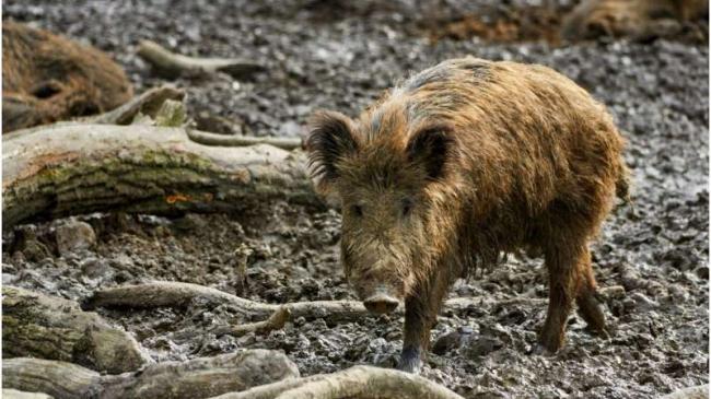 Дикі свині негативно впливають на екологію сильніше за мільйони машин