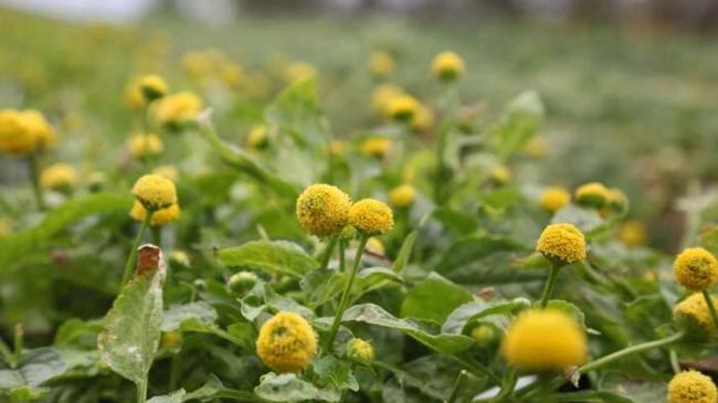 Туреччина запропонувала гурманам вишукану страву: їстівні «електричні» квіти