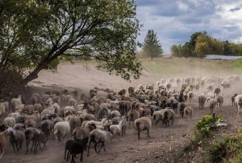 Україна має величезний потенціал в постачанні баранини мусульманським країнам та Китаю
