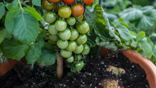 Помато, помідофель або томатокартопля — гібрід можна вирощувати просто на балконі