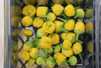 Туреччина запропонувала гурманам вишукану страву: їстівні «електричні» квіти