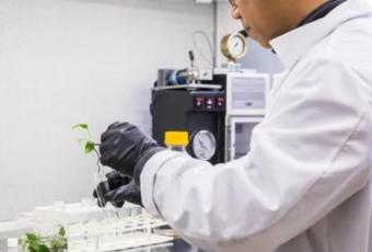 Вчені перетворили кімнатну рослину на біофільтр, що поглинає канцерогени