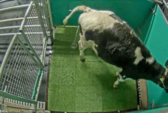 Корів привчили «до горщика» заради зменшення забруднення довкілля